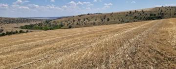 На Одещині землі лісового фонду незаконно використовували під сільгоспкультури