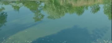 У Вилковому зафіксовано замор риби: екологи з’ясовують причини