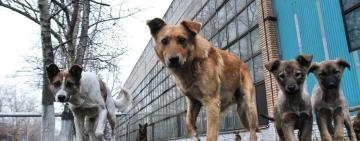 В Ізмаїлі стартує третій етап безкоштовної стерилізації собак від британського фонду