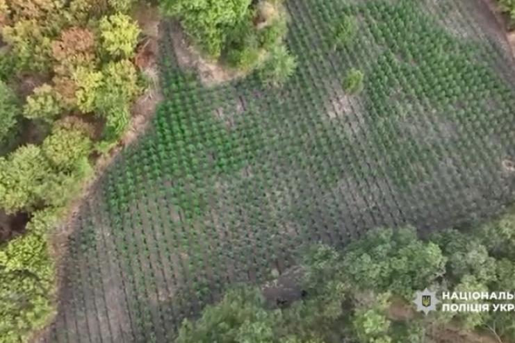 У межах спецоперації «Джентельмени» на Одещині поліція вилучила тисячі кущів конопель і кілограми наркотиків