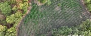 У межах спецоперації «Джентельмени» на Одещині поліція вилучила тисячі кущів конопель і кілограми наркотиків