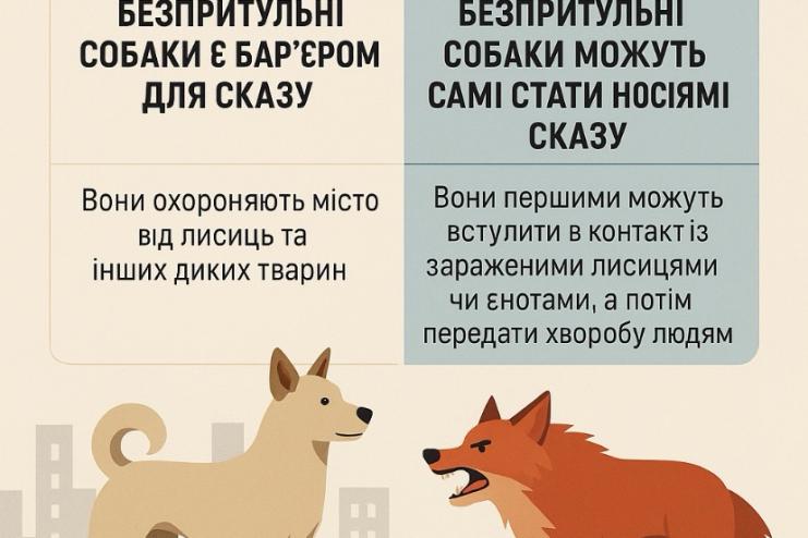 Міф чи правда: чи захищають безпритульні собаки місто від сказу?