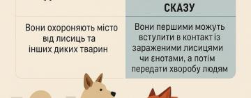 Міф чи правда: чи захищають безпритульні собаки місто від сказу?