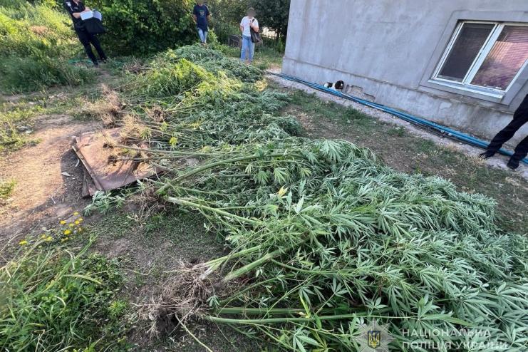 Поліцейські викрили двох жителів Ізмаїльського району на вирощуванні майже трьох сотень кущів конопель