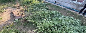 Поліцейські викрили двох жителів Ізмаїльського району на вирощуванні майже трьох сотень кущів конопель