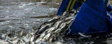 Дністровський лиман зариблять цінними видами риб: держава виділила понад 3,5 мільйона гривень