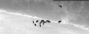 Біля кордону на Одещині помітили зграю диких кабанів