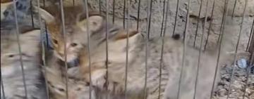 На Одещині врятували дитинчат рідкісного лісового кота