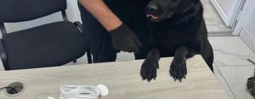 На Одещині прикордонники виявили наркотики у багажі громадянина Франції