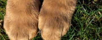 На Одещині поліцейські розпочали кримінальне провадження за фактом загибелі собаки 