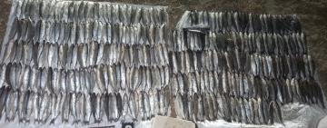 На Одещині викрили браконьєра з уловом у понад 300 кефалей у Національному парку «Тузлівські лимани»