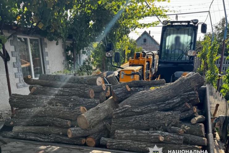 На Одещині судитимуть двох чоловіків, які завдали державі понад 600 тисяч гривень збитків через незаконну вирубку дерев