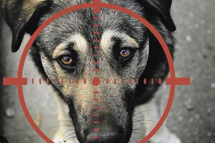 Жителю Одеського району, який застрелив собаку, поліцейські повідомили про підозру