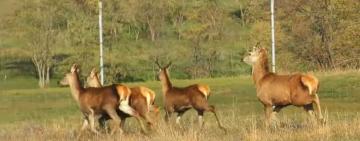 У Тарутинський степ вперше повернули європейських ланей