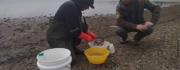 Науковці досліджують Сухий лиман: у водоймі активно розвиваються молюски та фіксують нові види риб