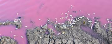 На Одещині зафіксовано масову загибель карася: вода в ставку стала рожевою