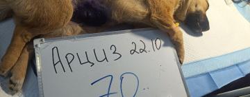 Перша хвиля стерилізації в Бессарабії: 318 врятованих тварин і тисячі страждань, яких вдалося уникнути