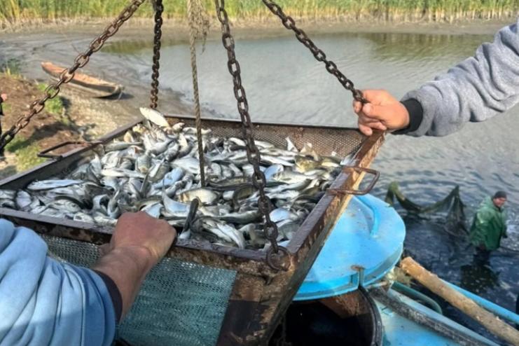 На Одещині розпочали зариблення озер Ялпуг-Кугурлуй молоддю товстолоба