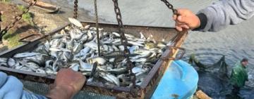 На Одещині розпочали зариблення озер Ялпуг-Кугурлуй молоддю товстолоба