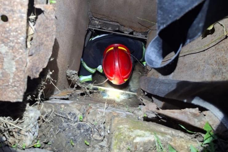 Ще одного домашнього улюбленця врятовано,- ДСНС