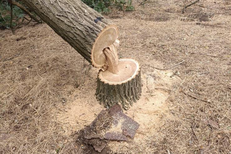 Замість дозволу — бензопила: на Ізмаїльщині чоловік незаконно вирубав ліс на 80 тисяч гривень