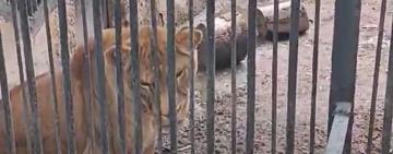 У прокуратурі відкрили кримінальну справу за фактом жорстокого поводження з тваринами в Одеському зоопарку