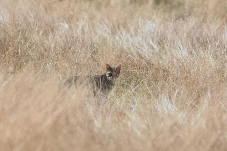У Тарутинському степу зафіксували рідкісного гостя: до вольєра завітав кіт лісовий