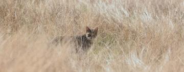 У Тарутинському степу зафіксували рідкісного гостя: до вольєра завітав кіт лісовий