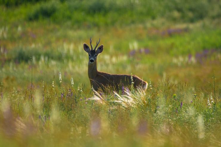 Тарутинський степ — природний капітал для клімату й людей