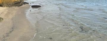 Соняшникова олія на пляжах Одеси: результати кризового моніторингу