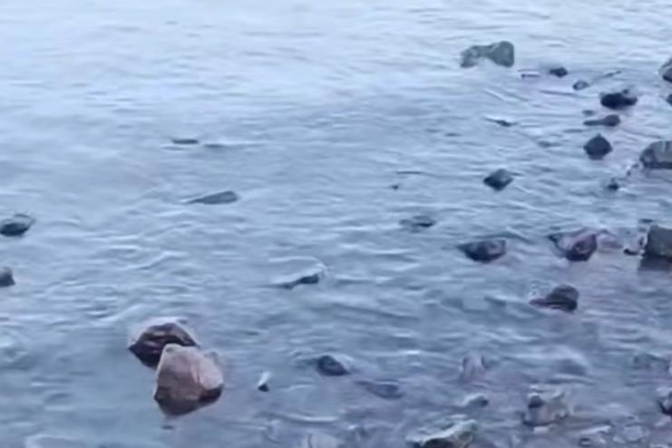 Стан Чорного моря біля Одеси на початку року: видимих ознак забруднення олією не зафіксовано