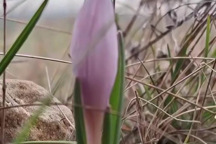 В Буджацькому степу несподівано рано розквіт дикий шафран