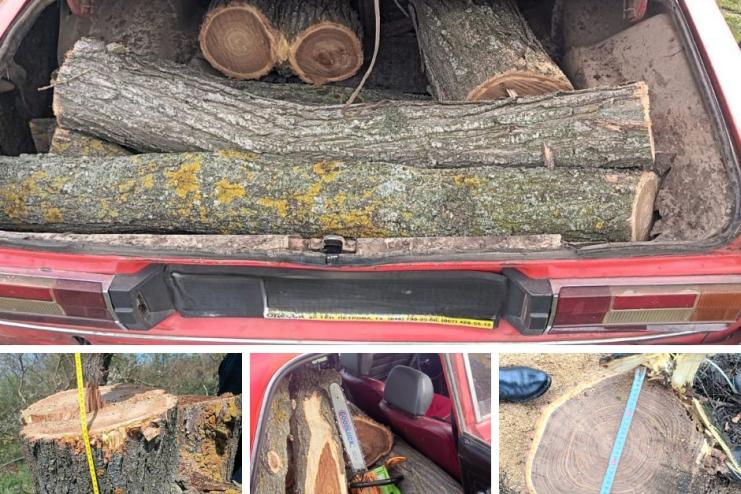 Незаконна рубка дубів в Арцизькій громаді: понад 39 тис. грн збитків та кримінальне провадження