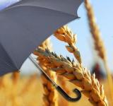 Уряд запускає державну підтримку страхування агропродукції: що зміниться для аграріїв з 2026 року