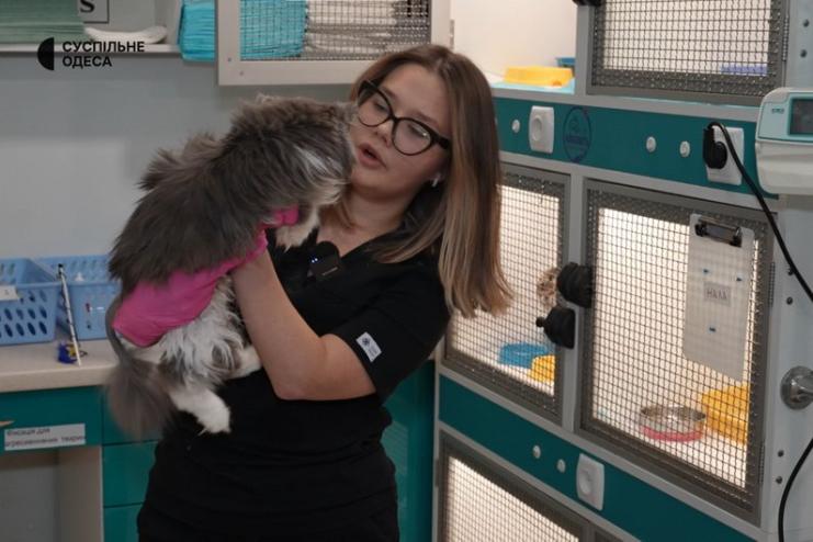 Вилучені з Cat Lounge коти: діагнози та боротьба за життя