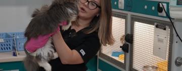 Вилучені з Cat Lounge коти: діагнози та боротьба за життя