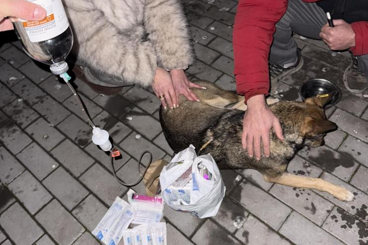 В Ізмаїлі фіксують масову травлю собак