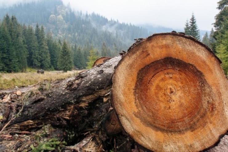 В Одесі розслідують масштабну справу про контрабанду лісу на сотні тисяч гривень