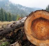 В Одесі розслідують масштабну справу про контрабанду лісу на сотні тисяч гривень