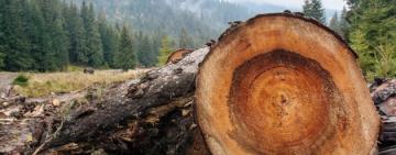 В Одесі розслідують масштабну справу про контрабанду лісу на сотні тисяч гривень