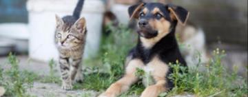 Петиція про кримінальну відповідальність за насильство над тваринами набрала необхідну кількість голосів