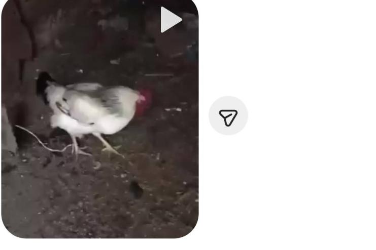 Після знущання над собакою: на Ізмаїльщині повідомляють про нові факти жорстокості з боку дітей