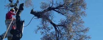 В Арцизькій громаді затвердили правила видалення дерев і кущів за межами населених пунктів