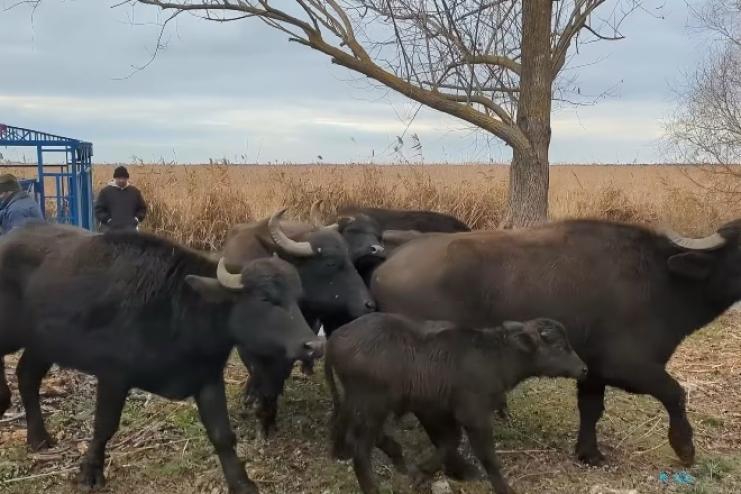 На острів Білгородський у дельті Дунаю випустили 12 водяних буйволів