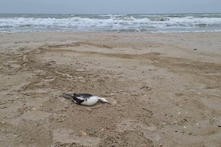 В Одеській затоці через розлив олії загинули понад тисячу птахів — еколог