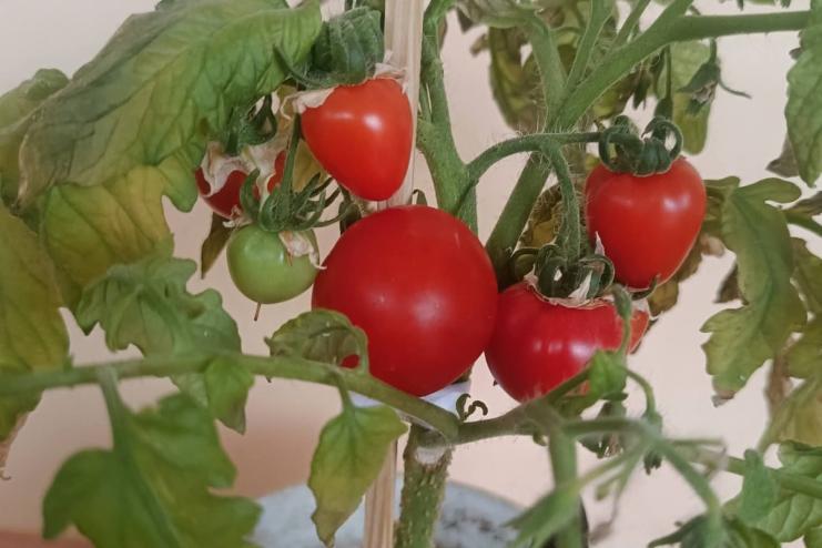 Солодкий тріумф «Агросфери»: як у Виноградівському ліцеї виростили ідеальні помідори