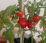 Солодкий тріумф «Агросфери»: як у Виноградівському ліцеї виростили ідеальні помідори