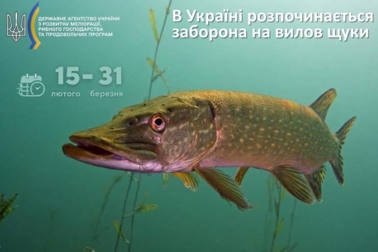 З 15 лютого в Україні стартує нерестова заборона на вилов щуки