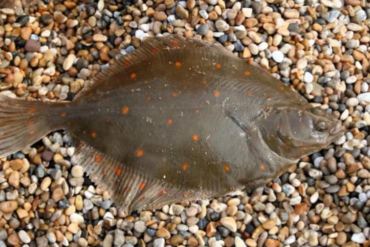 В Україні діє заборона на вилов річкової камбали-глоси