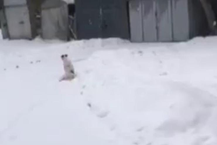 У Рені відкрили кримінальне провадження через стрілянину по безпритульному собаці